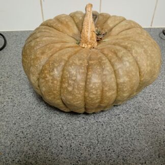 Beaudesert Blue Pumpkin