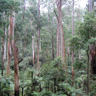 Home Eucalyptus Regnans - Mountain Ash