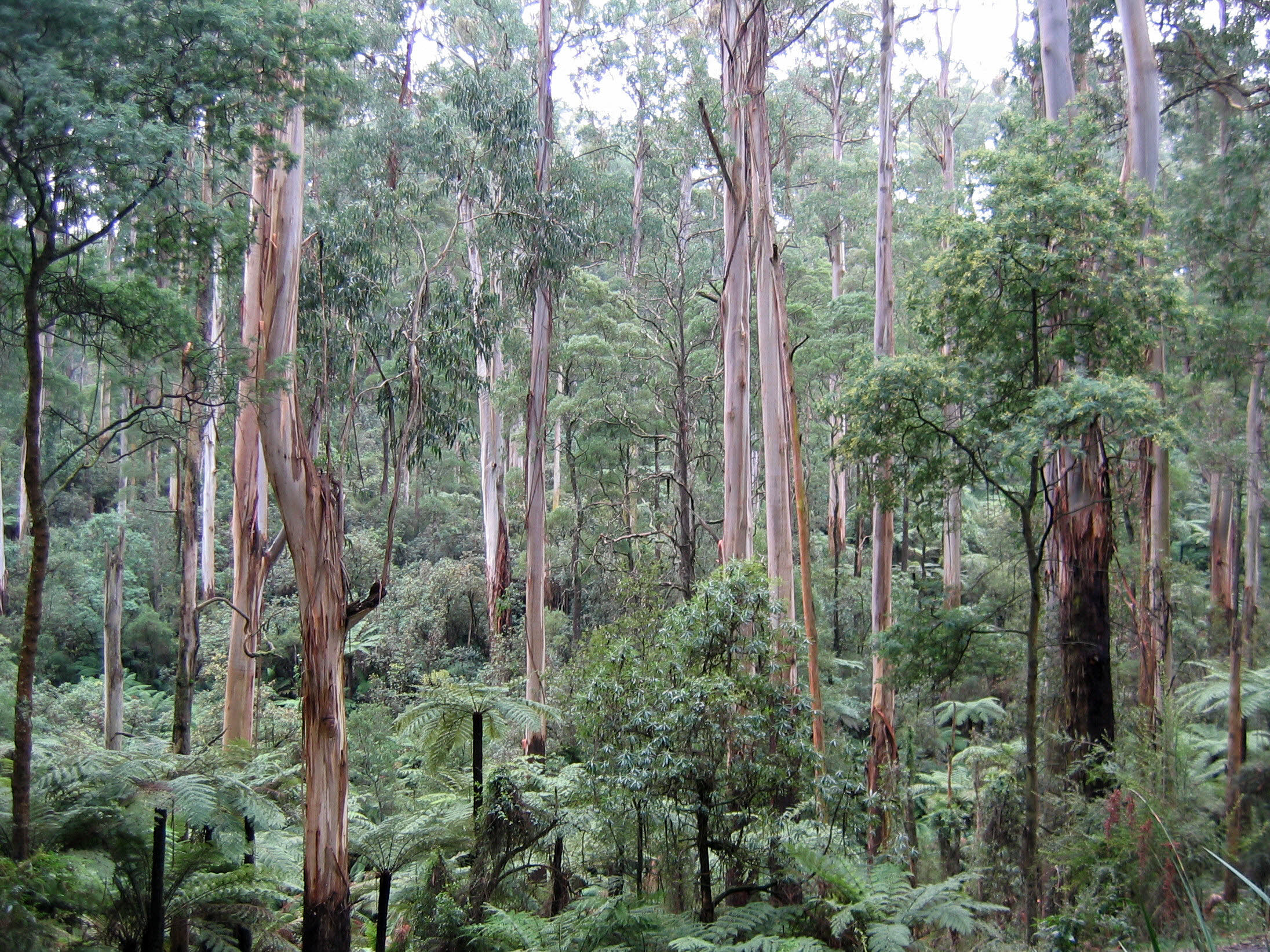 Eucalyptus Regnans - Mountain Ash Eucalyptus Regnans - Mountain Ash