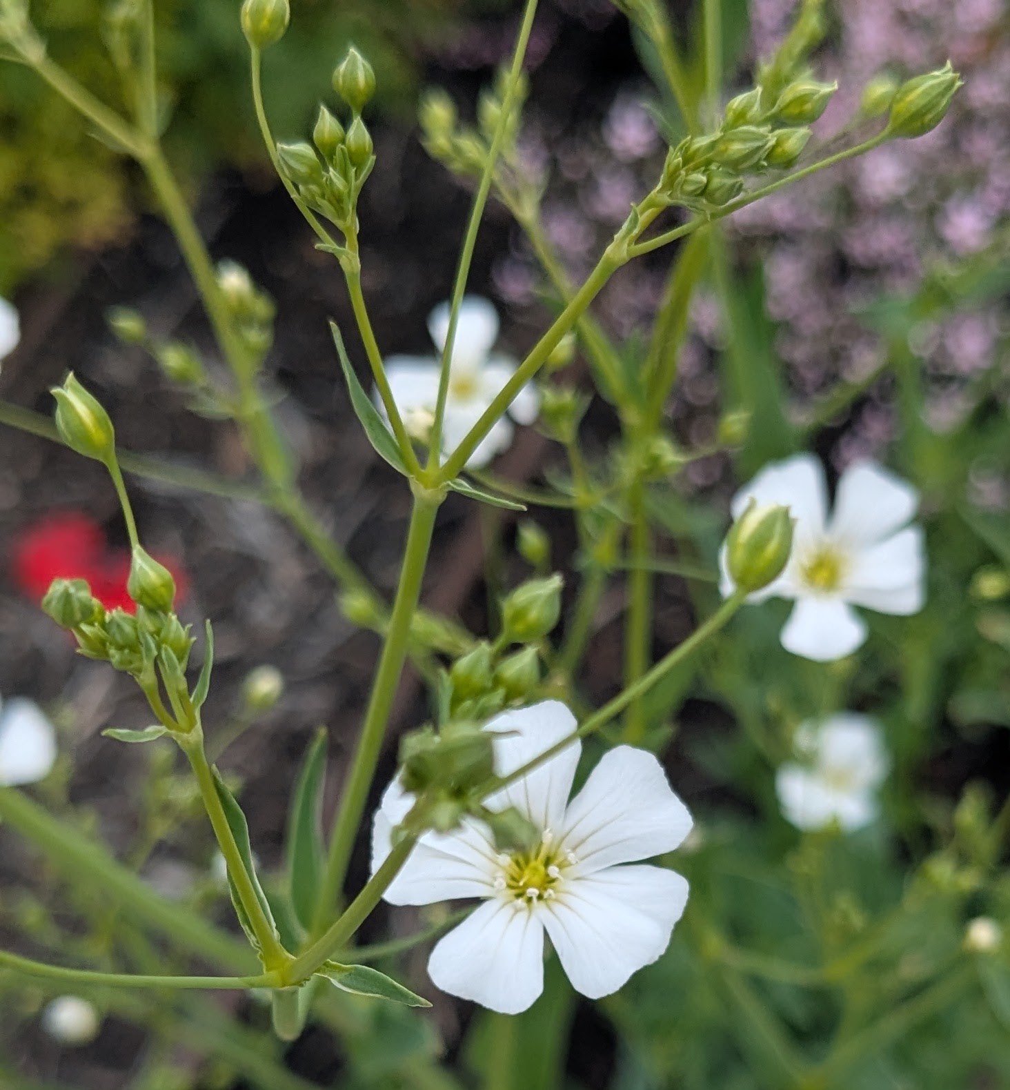 Gypsophila Covent Garden Gypsophila Covent Garden - Image 2