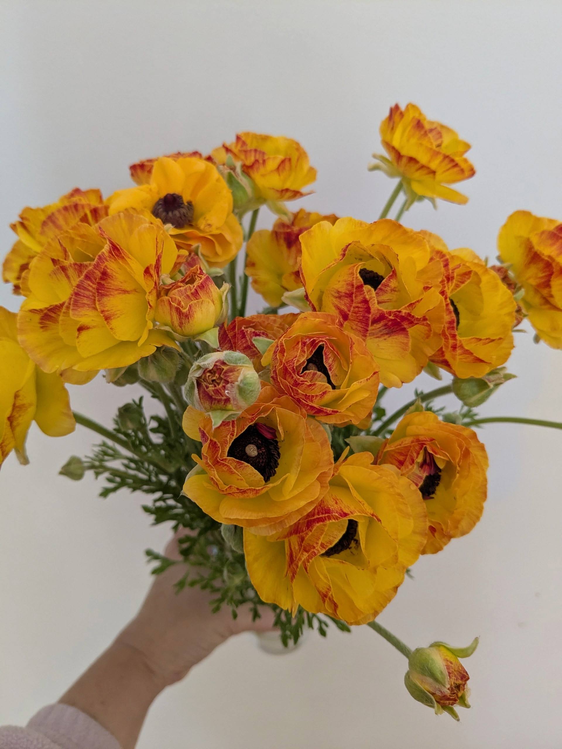 Ranunculus Lucky Dip Ranunculus Lucky Dip - Image 4