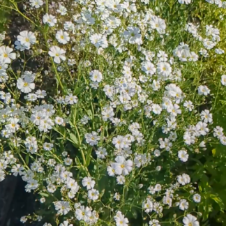Home Gypsophila Covent Garden