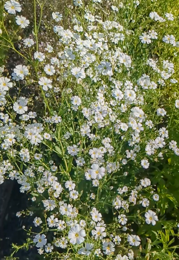Gypsophila Covent Garden Gypsophila Covent Garden