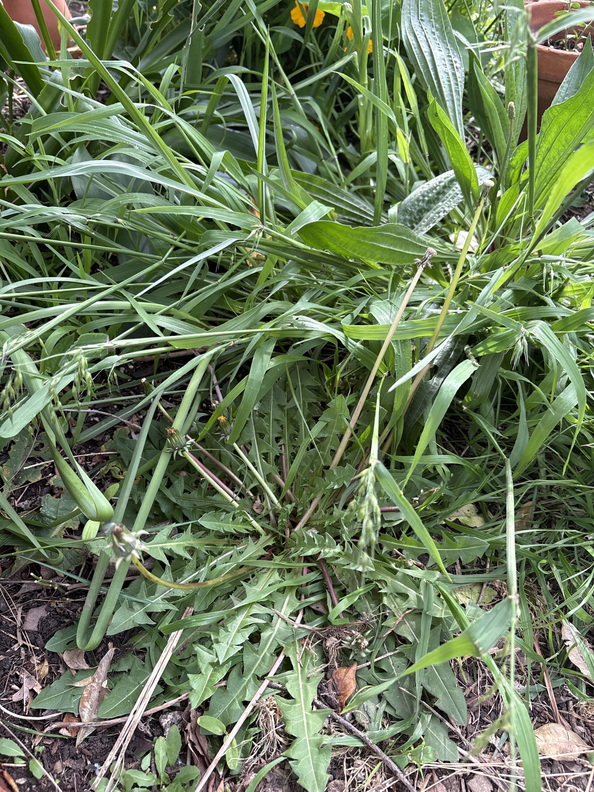 Native Grasses Verge & Meadow Mix Native Grasses Verge & Meadow Mix - Image 18