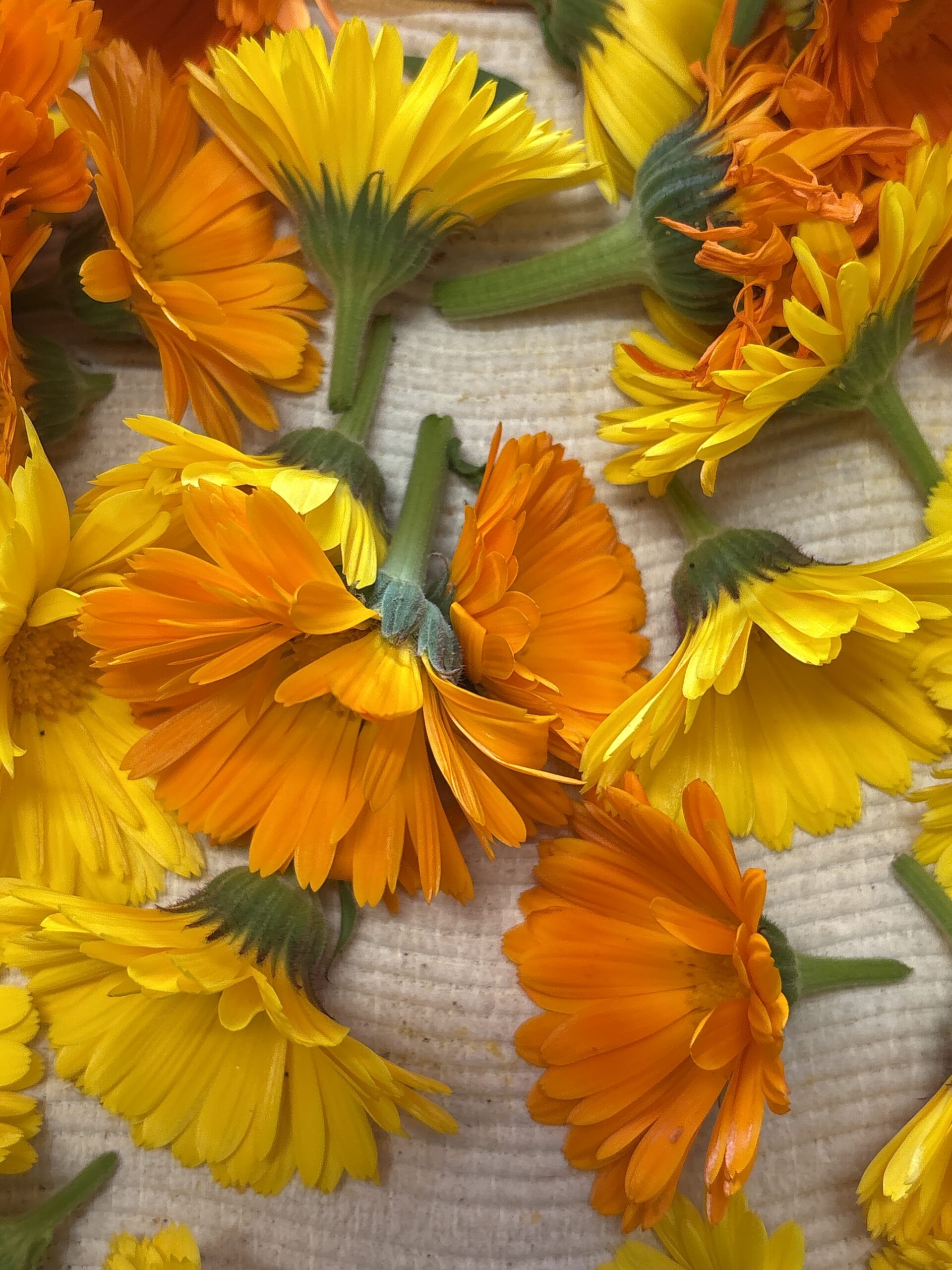 Calendula Pot Marigold Whole Dried Flower Calendula Pot Marigold Whole Dried Flower - Image 2