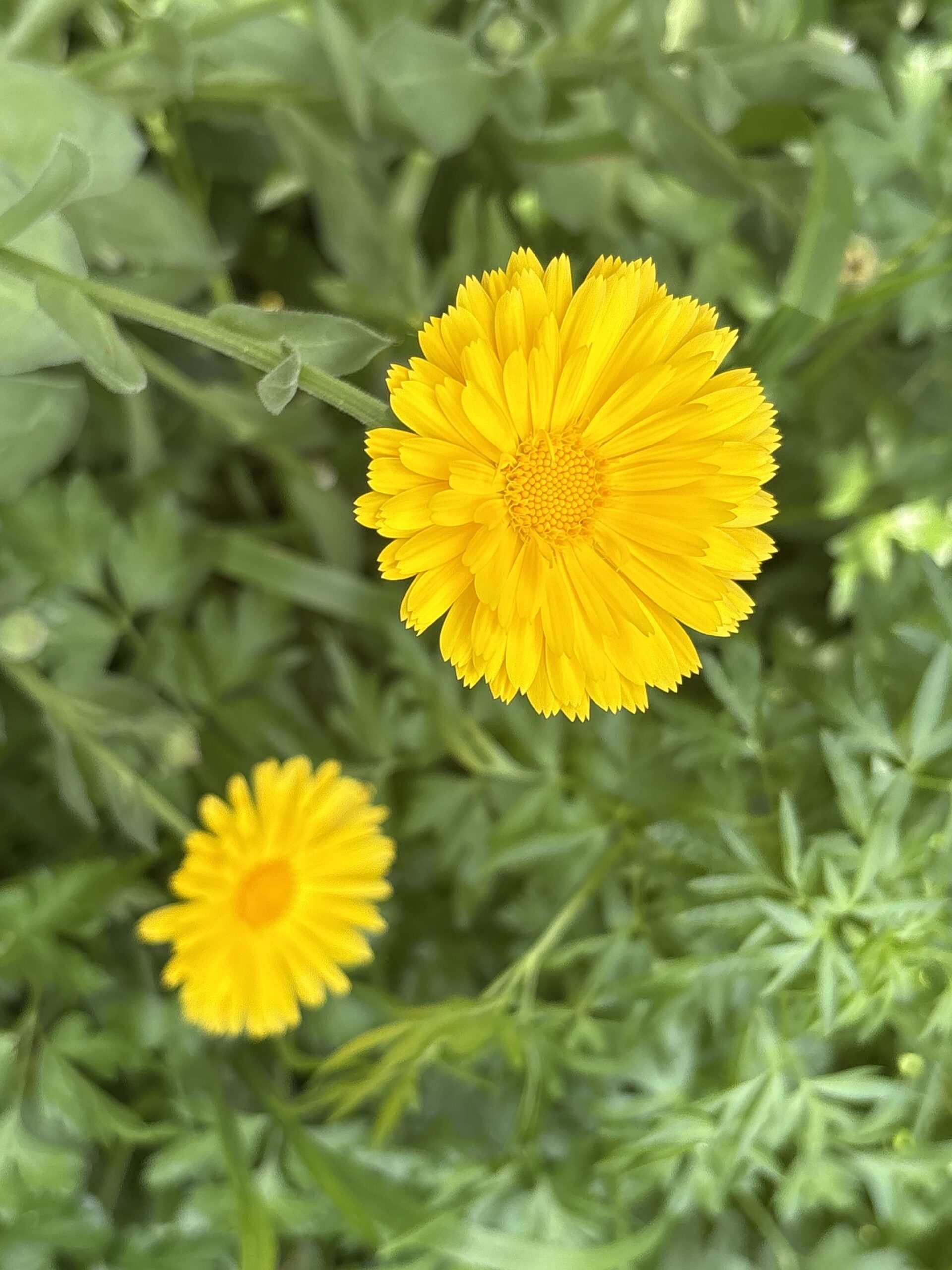 Calendula Pot Marigold Whole Dried Flower Calendula Pot Marigold Whole Dried Flower - Image 3
