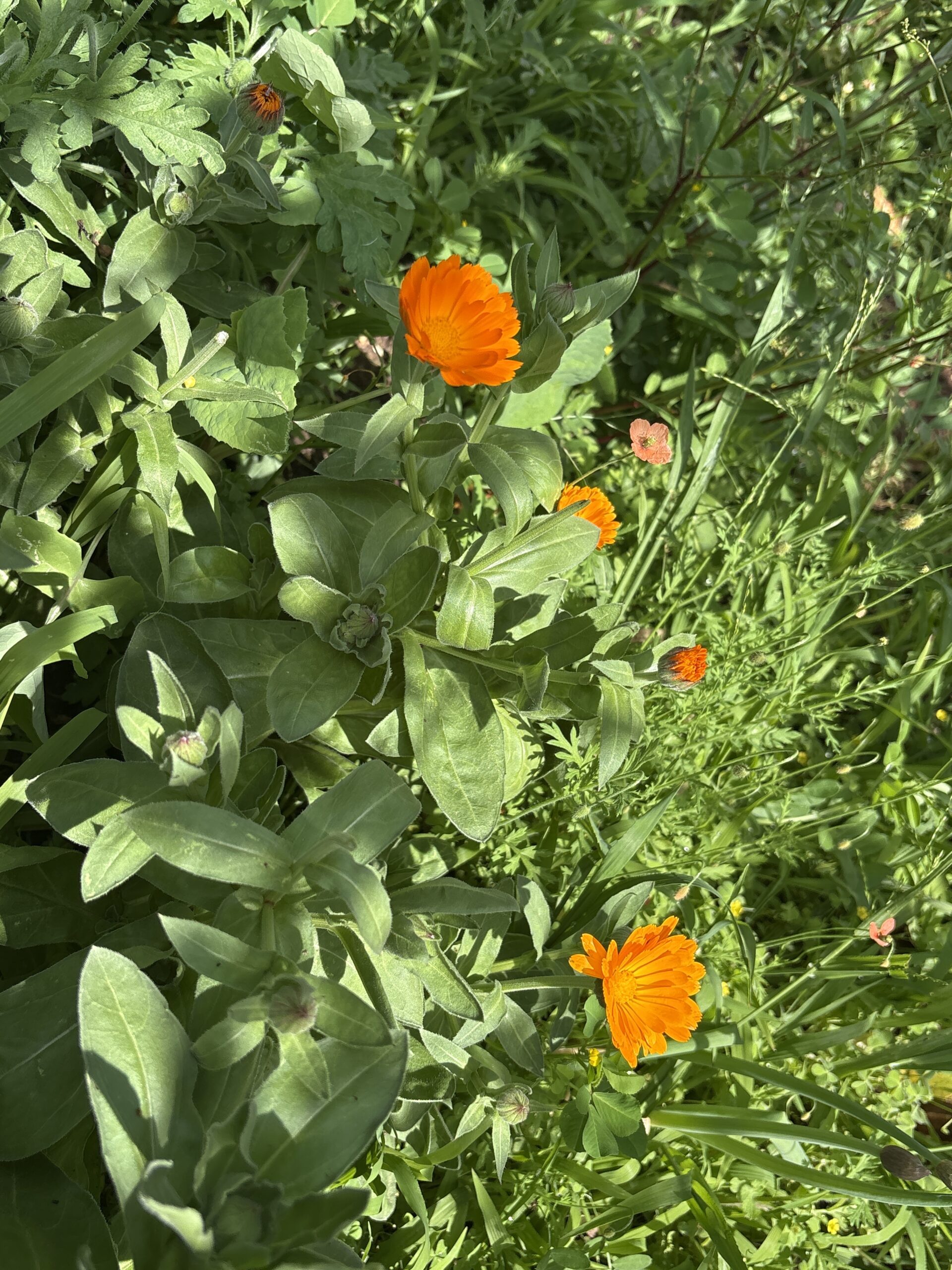 Calendula Pot Marigold Whole Dried Flower Calendula Pot Marigold Whole Dried Flower - Image 4
