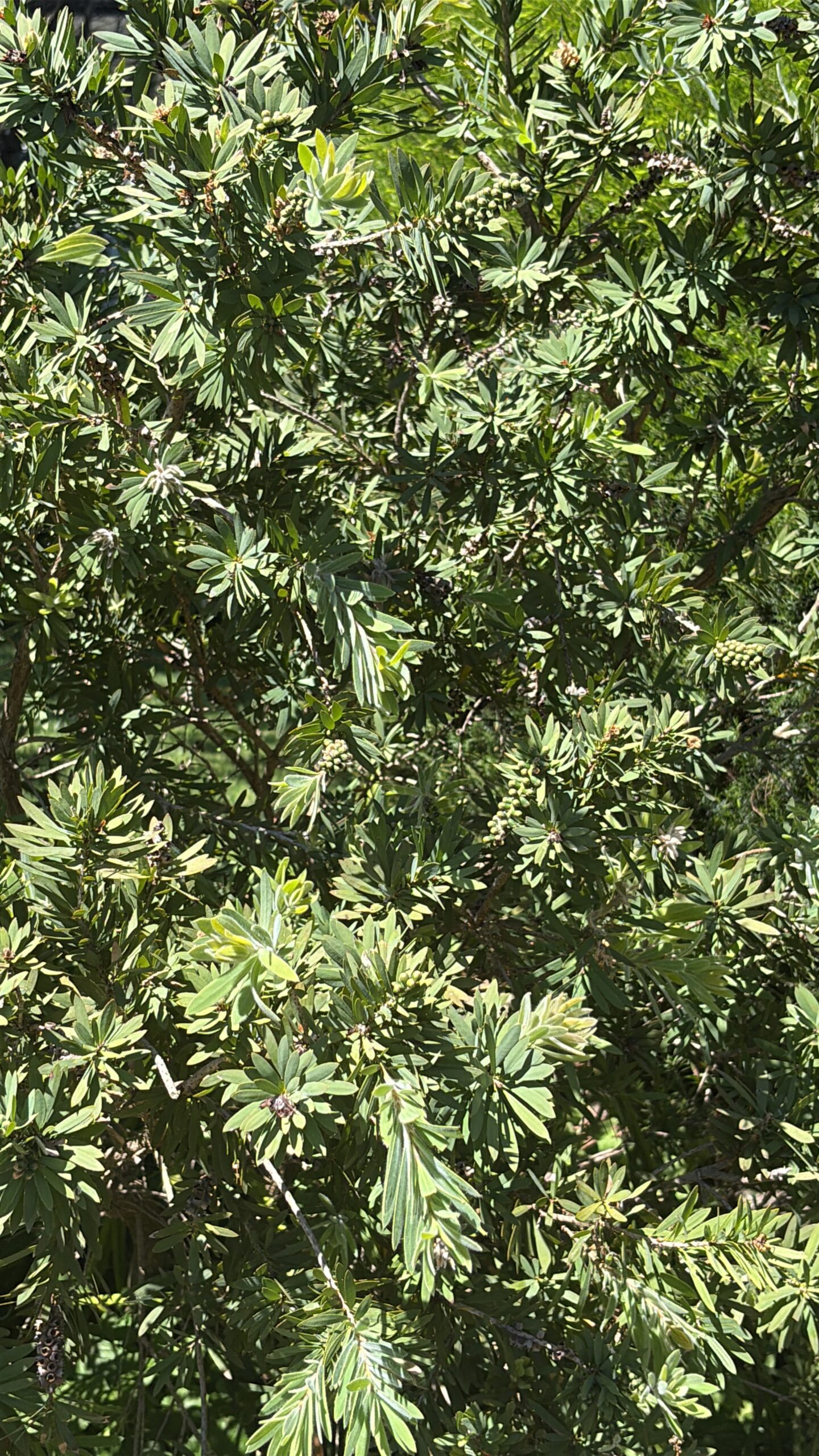 Melaleuca Bottlebrush Callistemon Melaleuca Bottlebrush Callistemon - Image 5