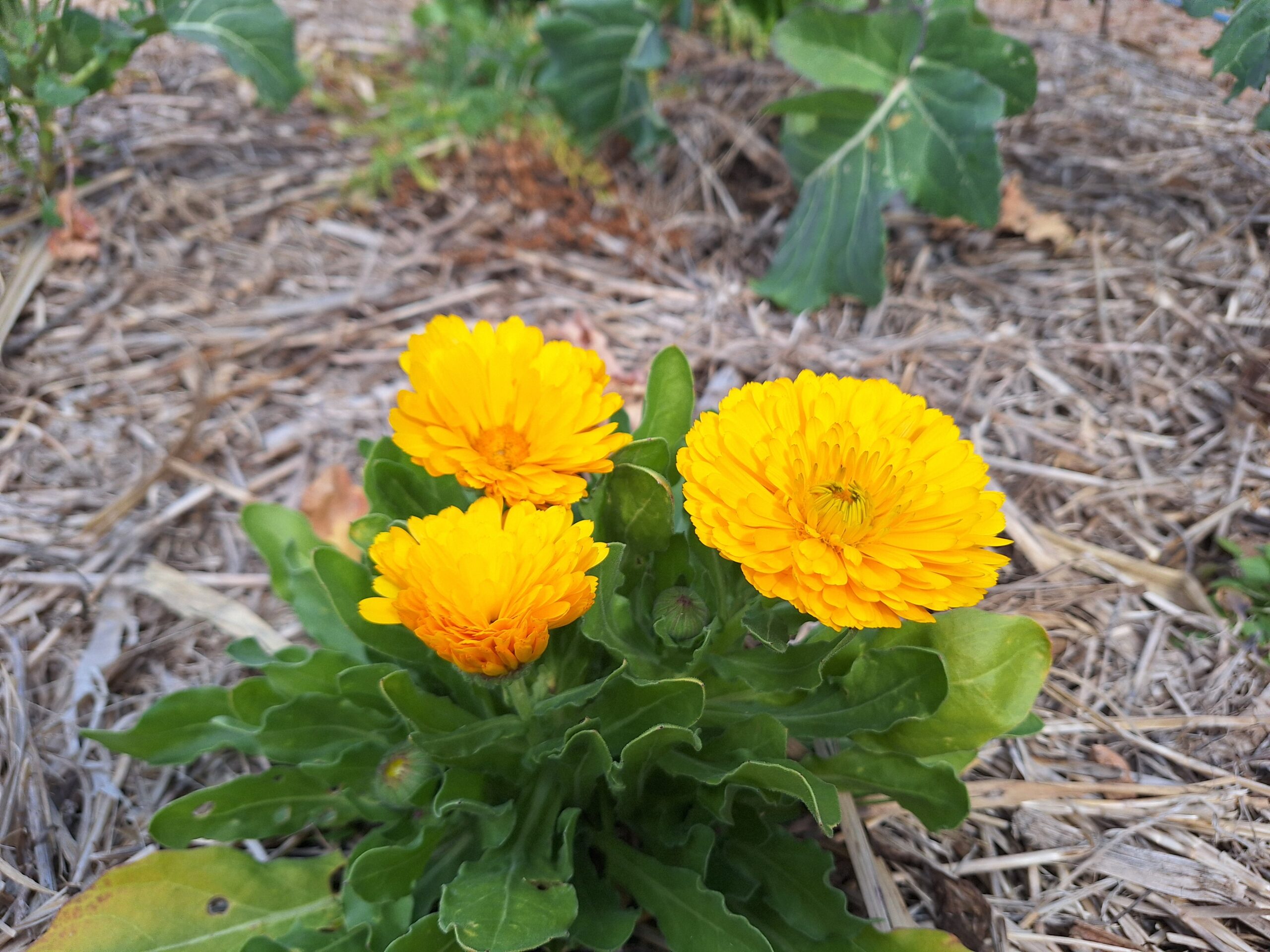 Calendula "Golden Emperor" Calendula Officinalis Calendula "Golden Emperor" Calendula Officinalis - Image 4