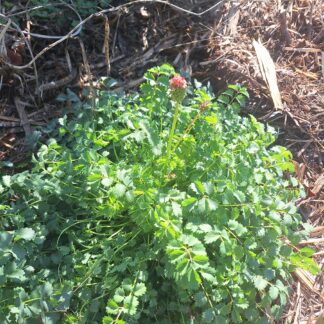 Home Salad Burnet Herb (Sanguisorba Minor)