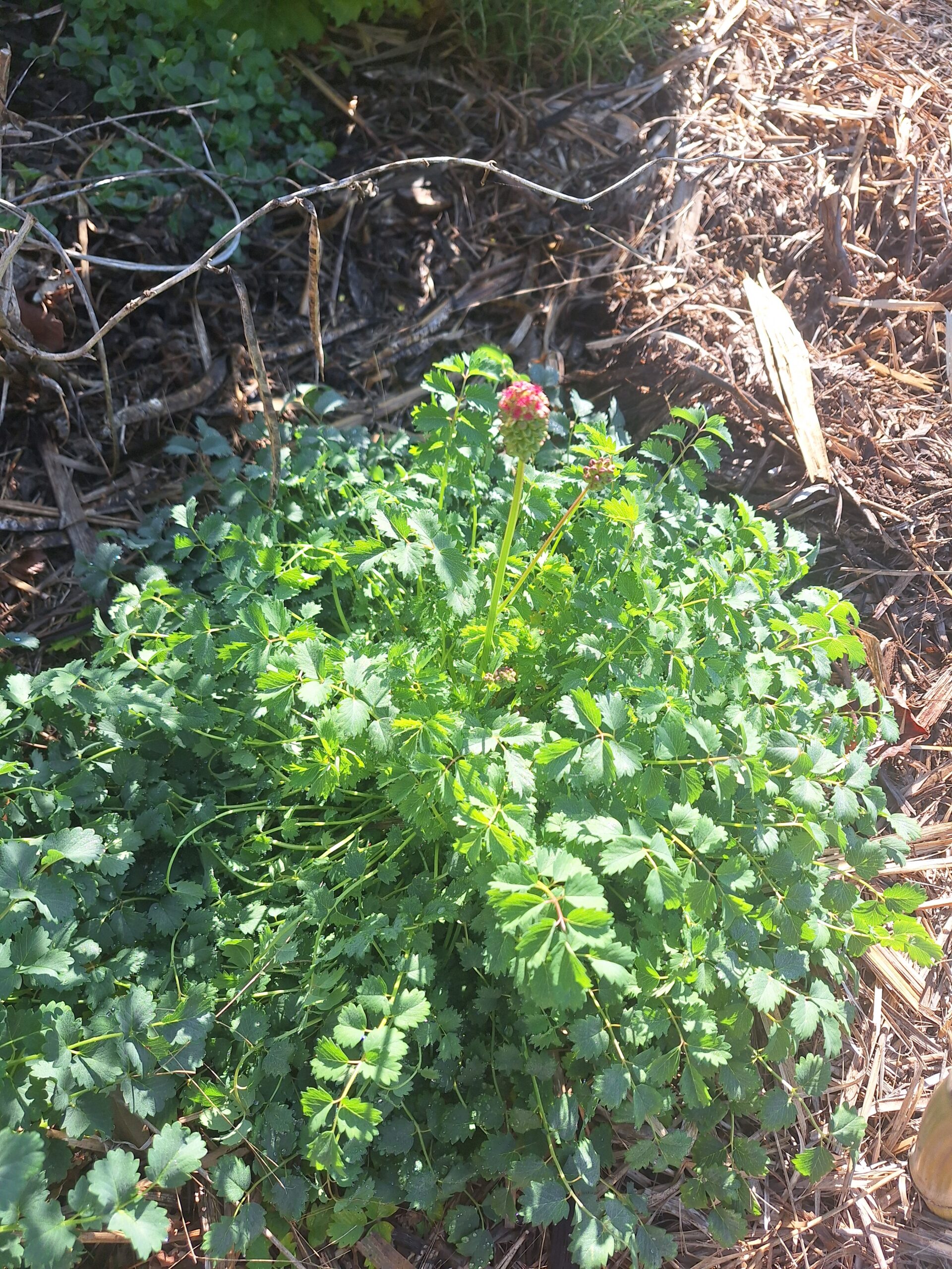 Salad Burnet Herb (Sanguisorba Minor) Salad Burnet Herb (Sanguisorba Minor)