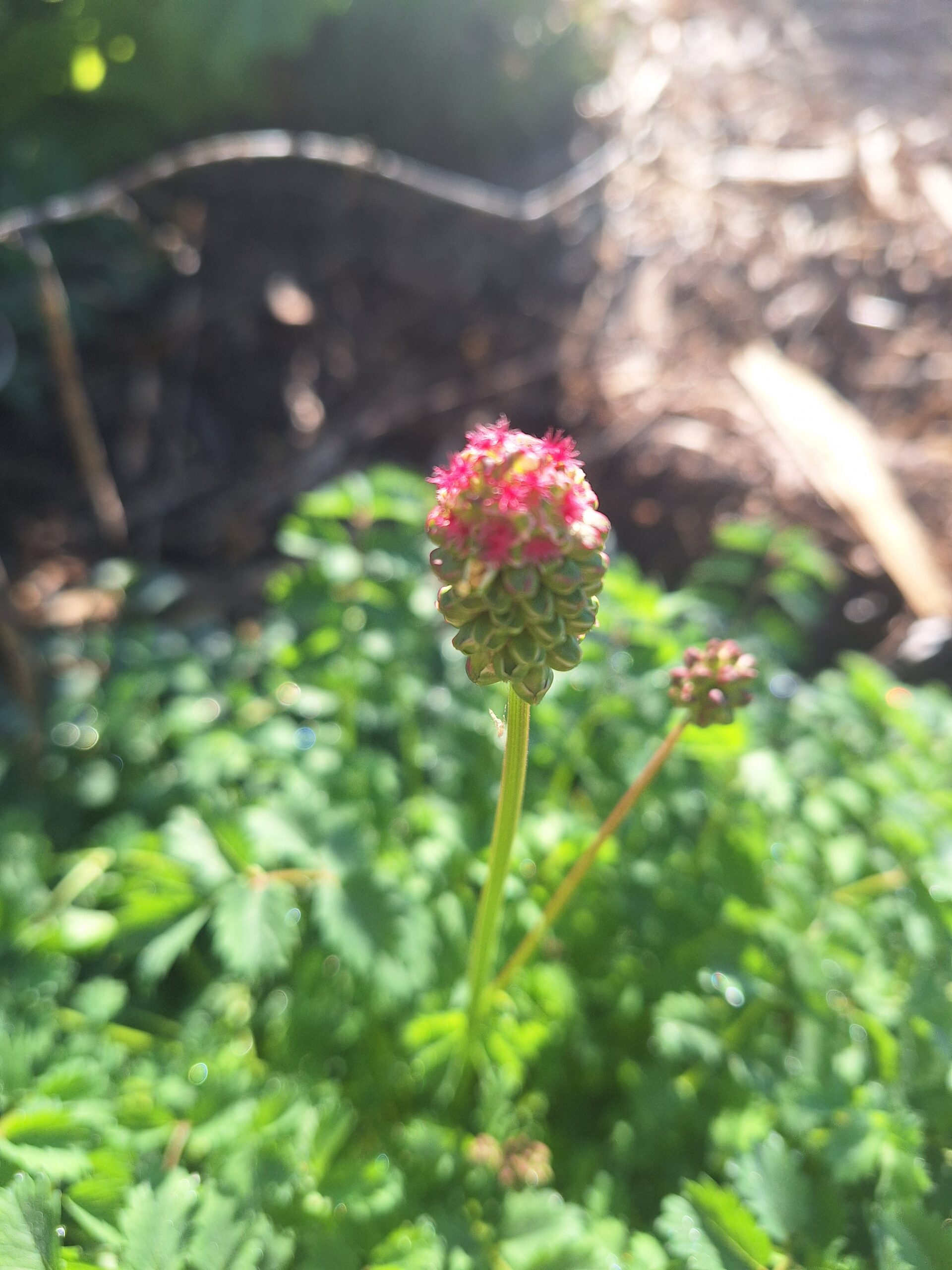 Salad Burnet Herb (Sanguisorba Minor) Salad Burnet Herb (Sanguisorba Minor) - Image 4
