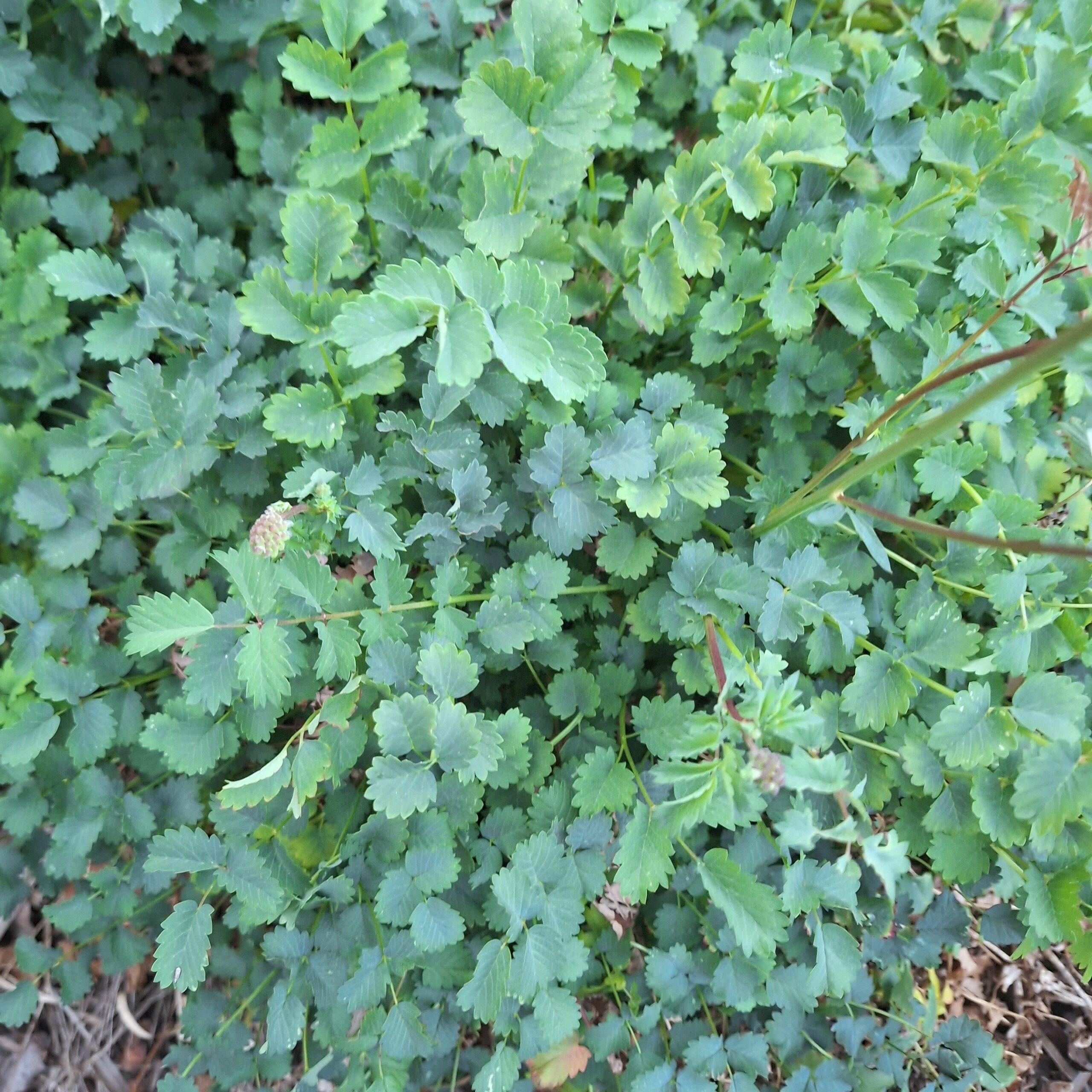 Salad Burnet Herb (Sanguisorba Minor) Salad Burnet Herb (Sanguisorba Minor) - Image 2