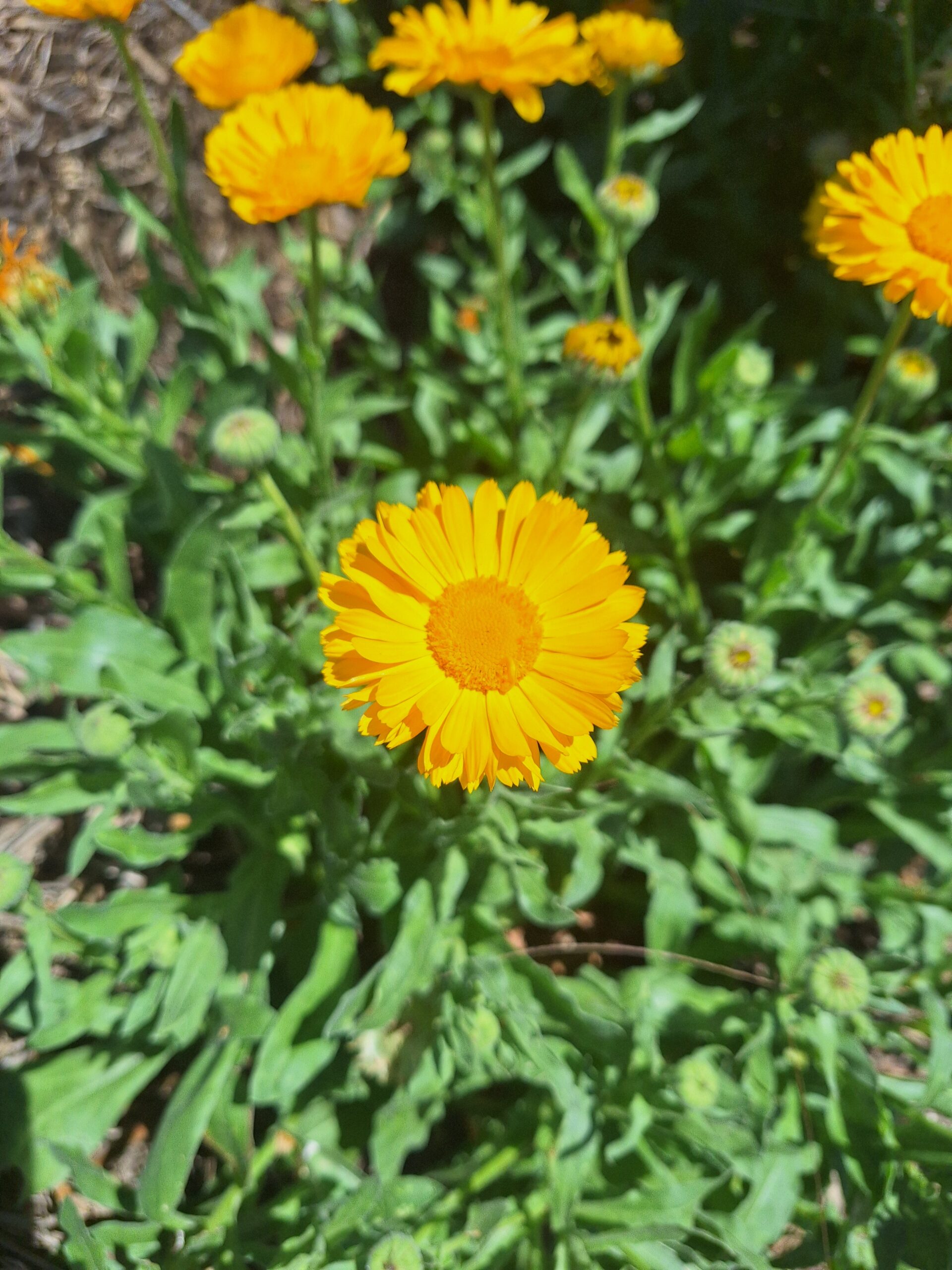 Calendula "Golden Emperor" Calendula Officinalis Calendula "Golden Emperor" Calendula Officinalis - Image 2