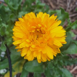 Home Calendula "Golden Emperor" Calendula Officinalis