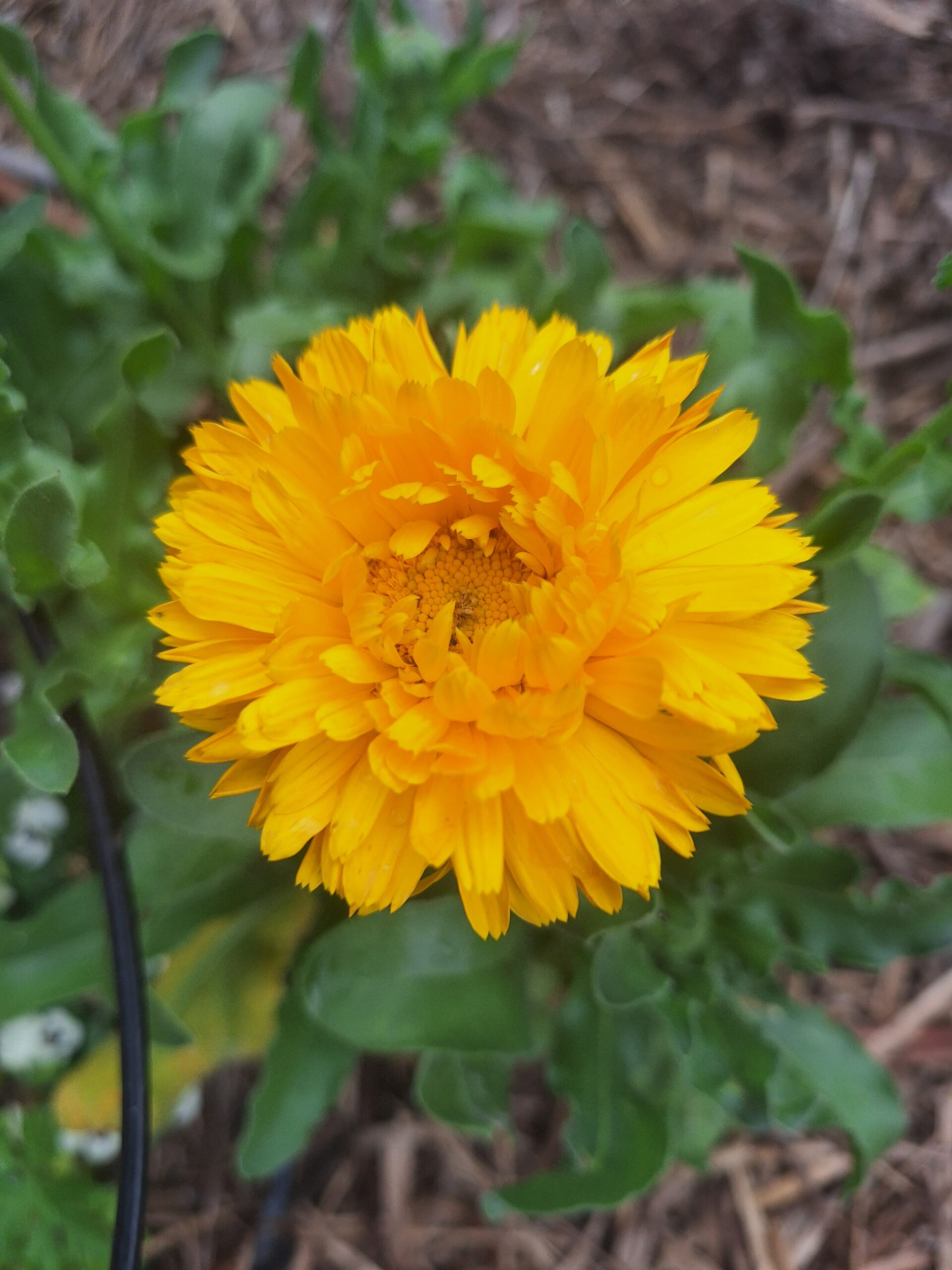 Calendula "Golden Emperor" Calendula Officinalis Calendula "Golden Emperor" Calendula Officinalis