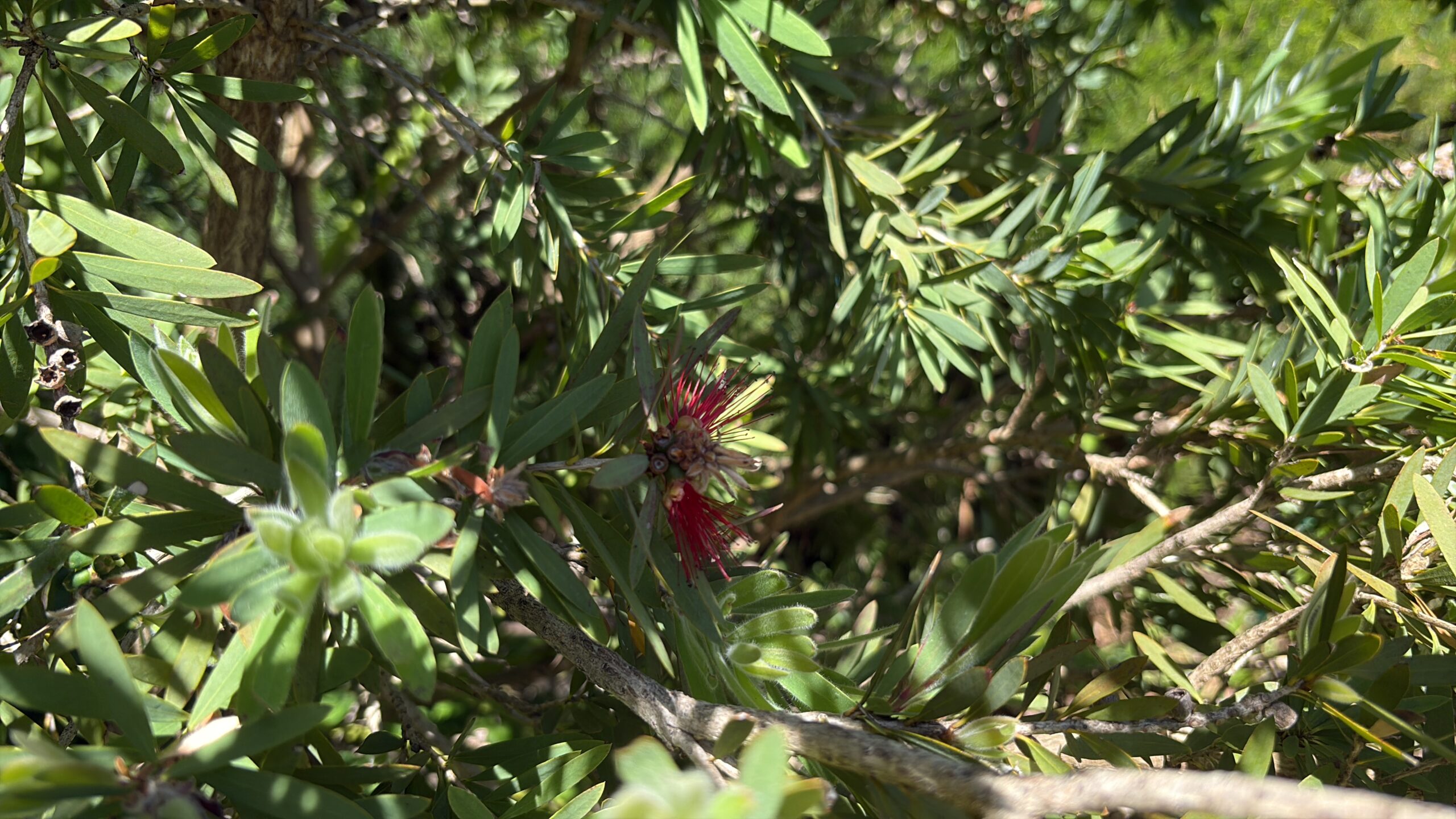 Melaleuca Bottlebrush Callistemon Melaleuca Bottlebrush Callistemon - Image 3