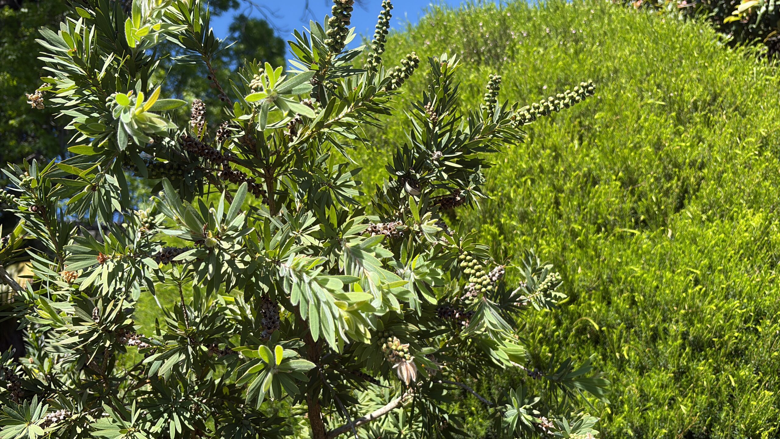 Melaleuca Bottlebrush Callistemon Melaleuca Bottlebrush Callistemon - Image 4