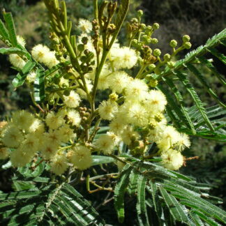 Home Acacia Mearnsii - Late Black Wattle