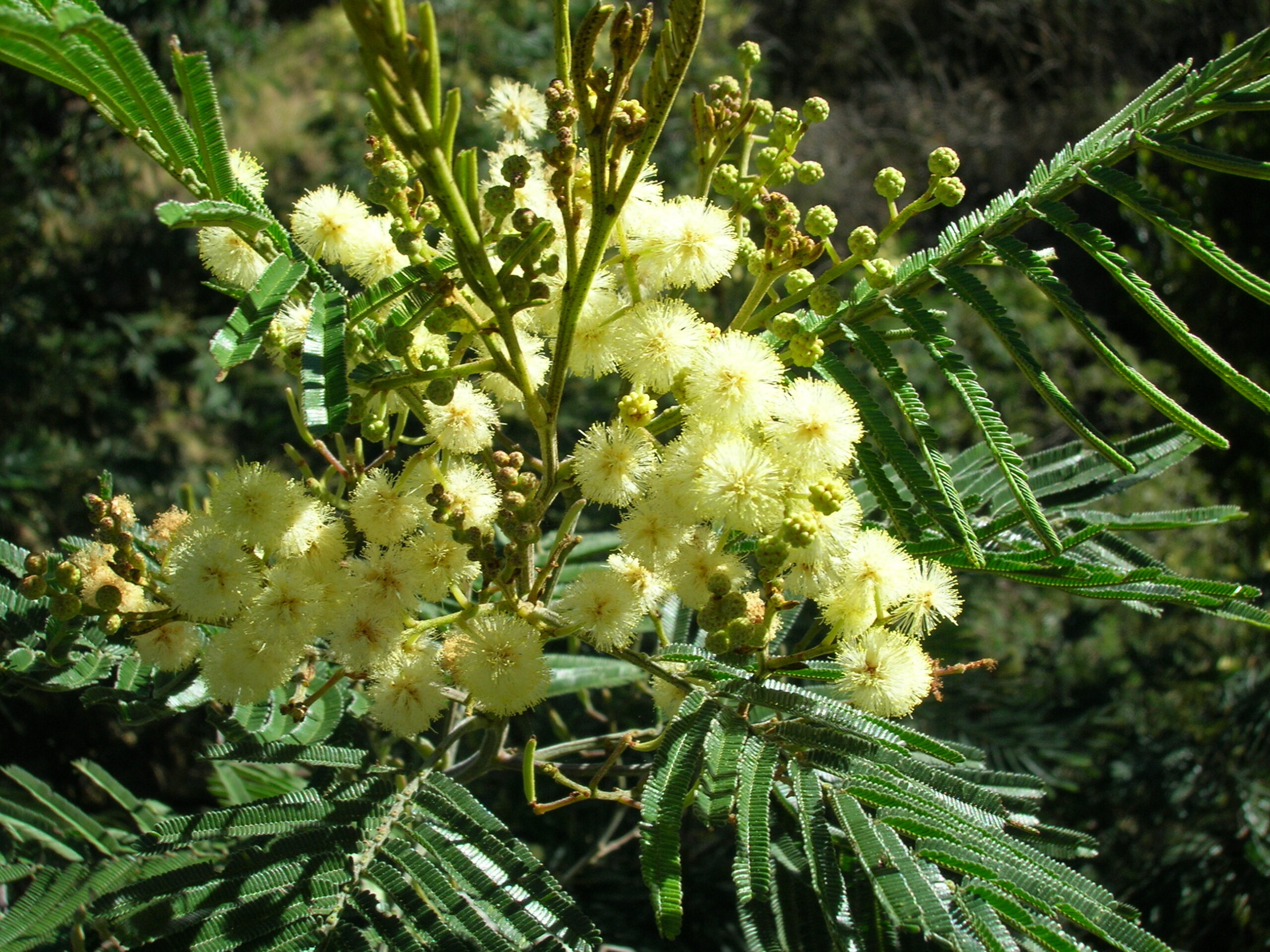 Acacia Mearnsii - Late Black Wattle Acacia Mearnsii - Late Black Wattle