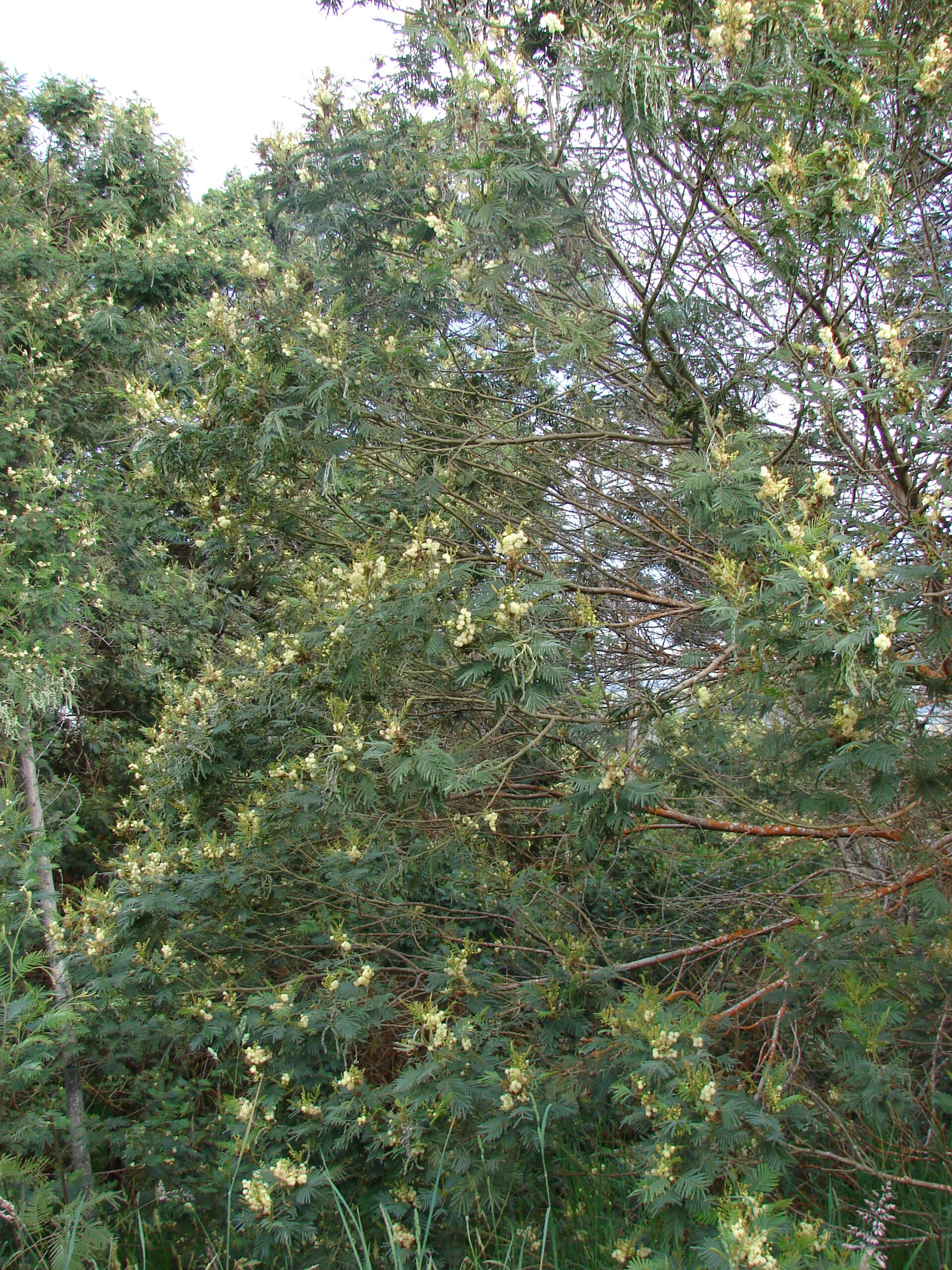 Acacia Mearnsii - Late Black Wattle Acacia Mearnsii - Late Black Wattle - Image 2