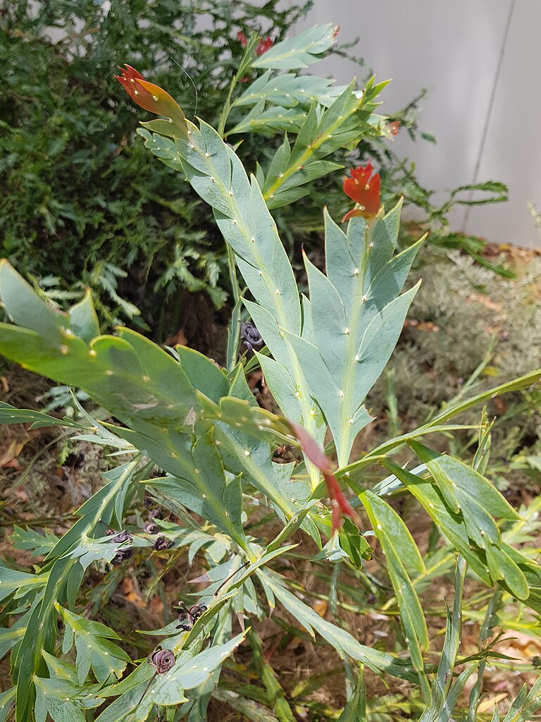 Acacia Glaucoptera - Flat/clay Wattle Acacia Glaucoptera - Flat/clay Wattle - Image 2