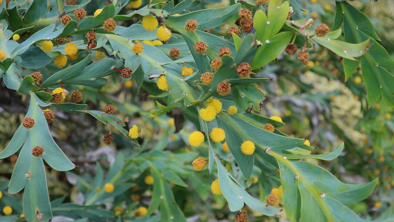 Acacia Glaucoptera - Flat/clay Wattle Acacia Glaucoptera - Flat/clay Wattle - Image 3