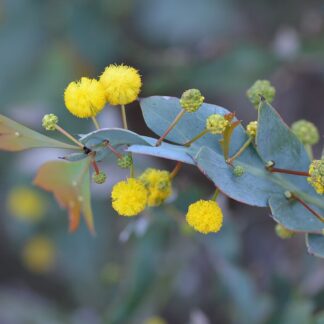 Home Acacia Glaucoptera - Flat/clay Wattle