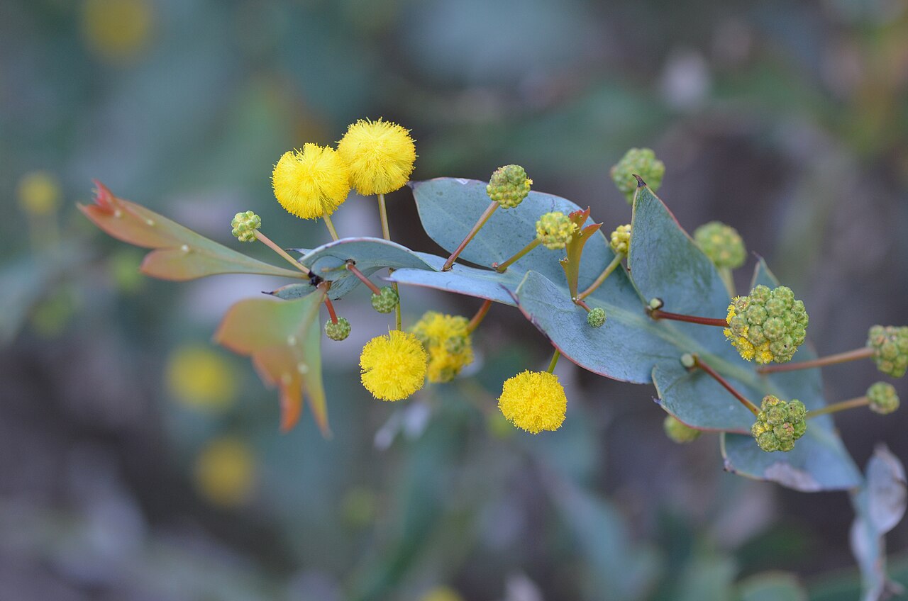 Acacia Glaucoptera - Flat/clay Wattle Acacia Glaucoptera - Flat/clay Wattle