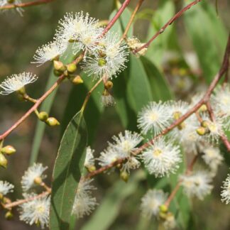 Home Eucalyptus Viminalis Subsp. Pryoriana - Coast Manna Gum