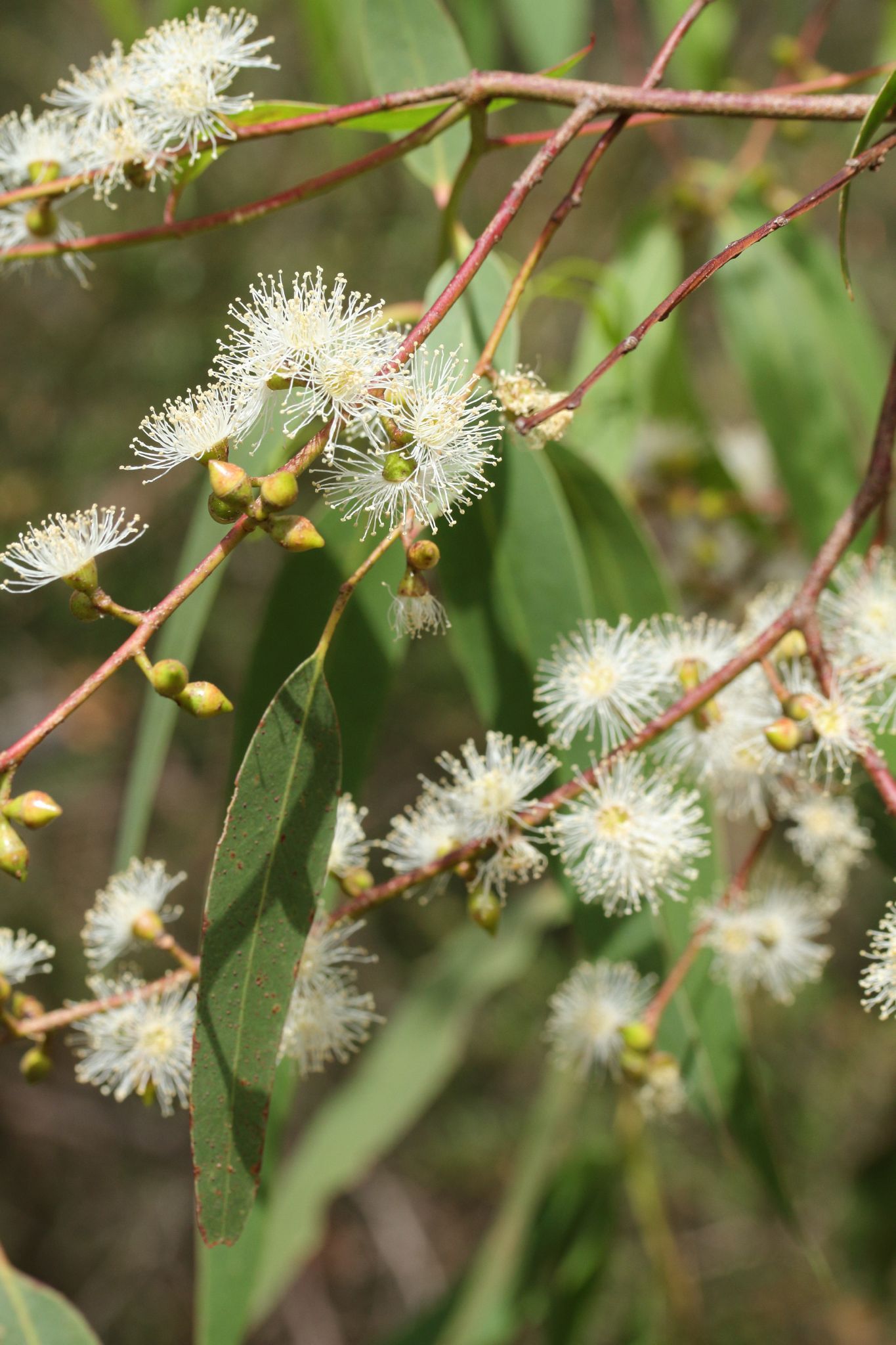 Eucalyptus Viminalis Subsp. Pryoriana - Coast Manna Gum Eucalyptus Viminalis Subsp. Pryoriana - Coast Manna Gum