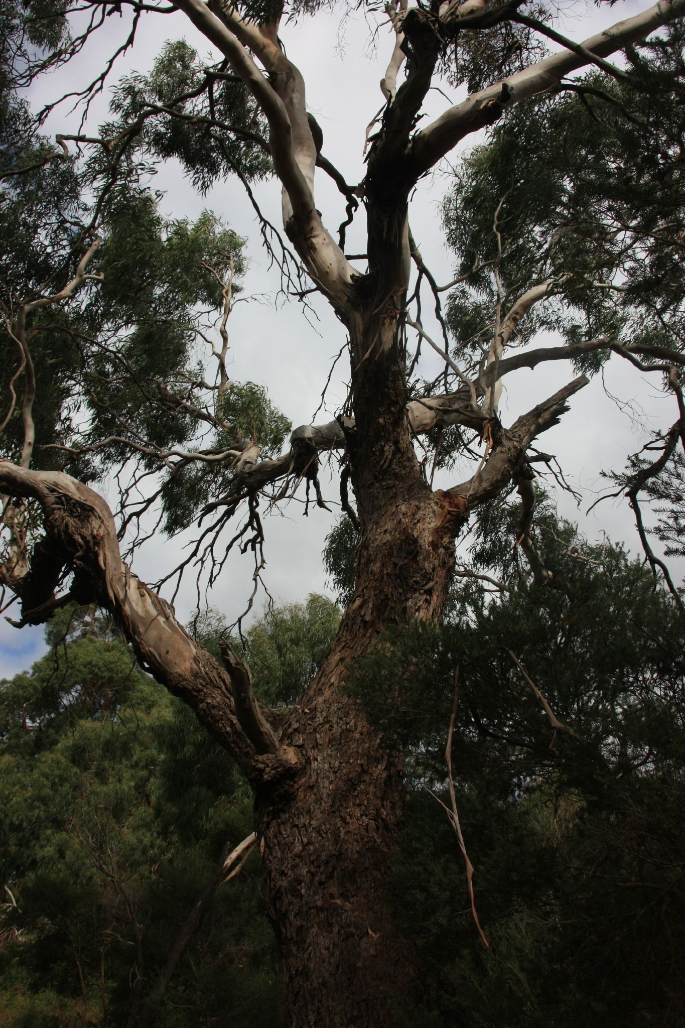 Eucalyptus Viminalis Subsp. Pryoriana - Coast Manna Gum Eucalyptus Viminalis Subsp. Pryoriana - Coast Manna Gum - Image 3