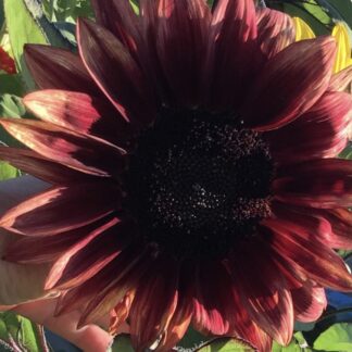 Home Crimson Peach Sunflower