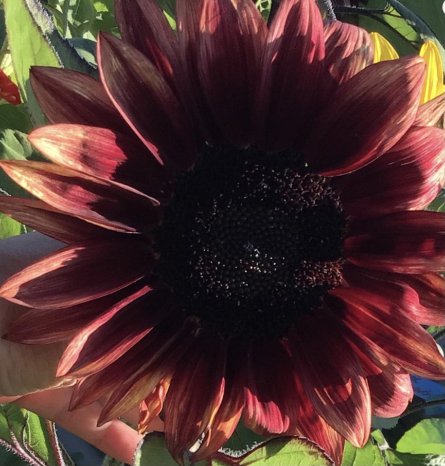 Crimson Peach Sunflower Crimson Peach Sunflower