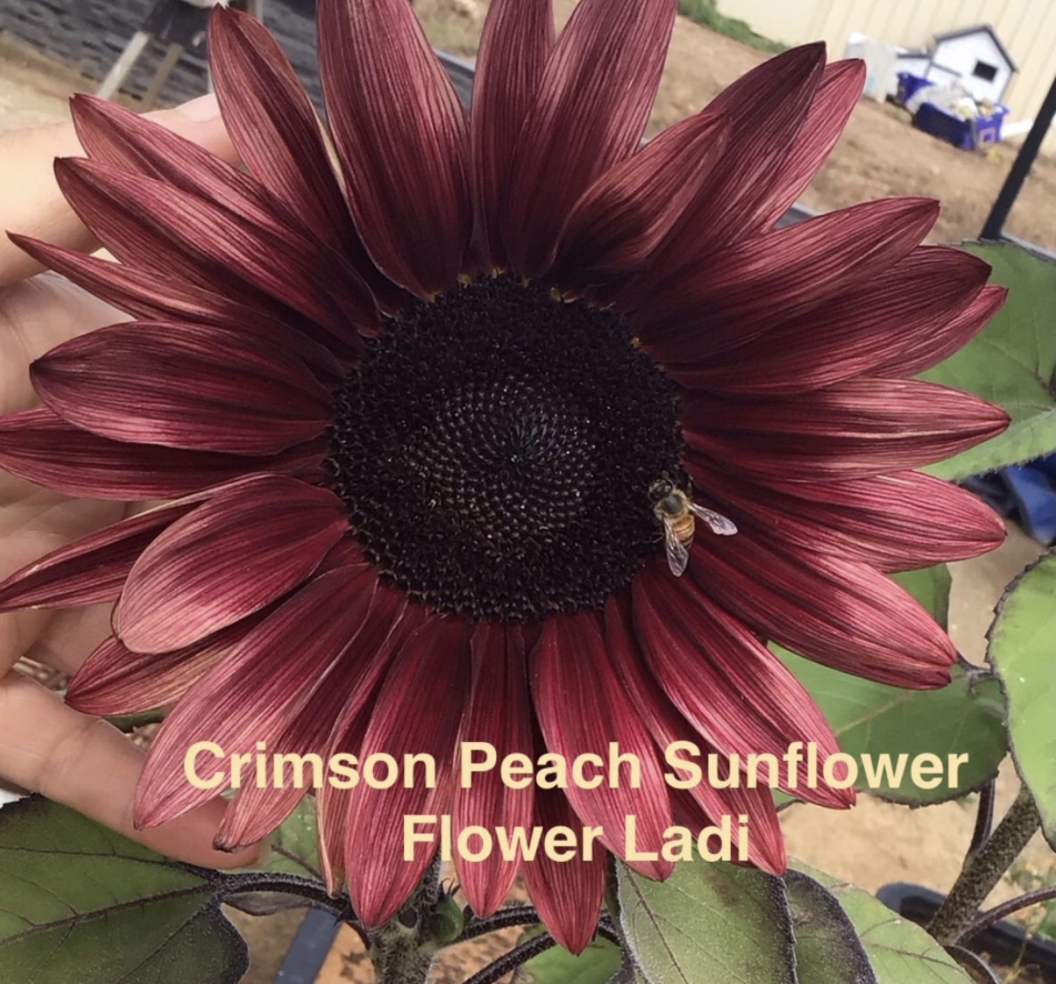 Crimson Peach Sunflower Crimson Peach Sunflower - Image 2