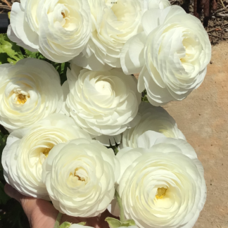 Home Italian White Ranunculus 100 Pack (free Asters)