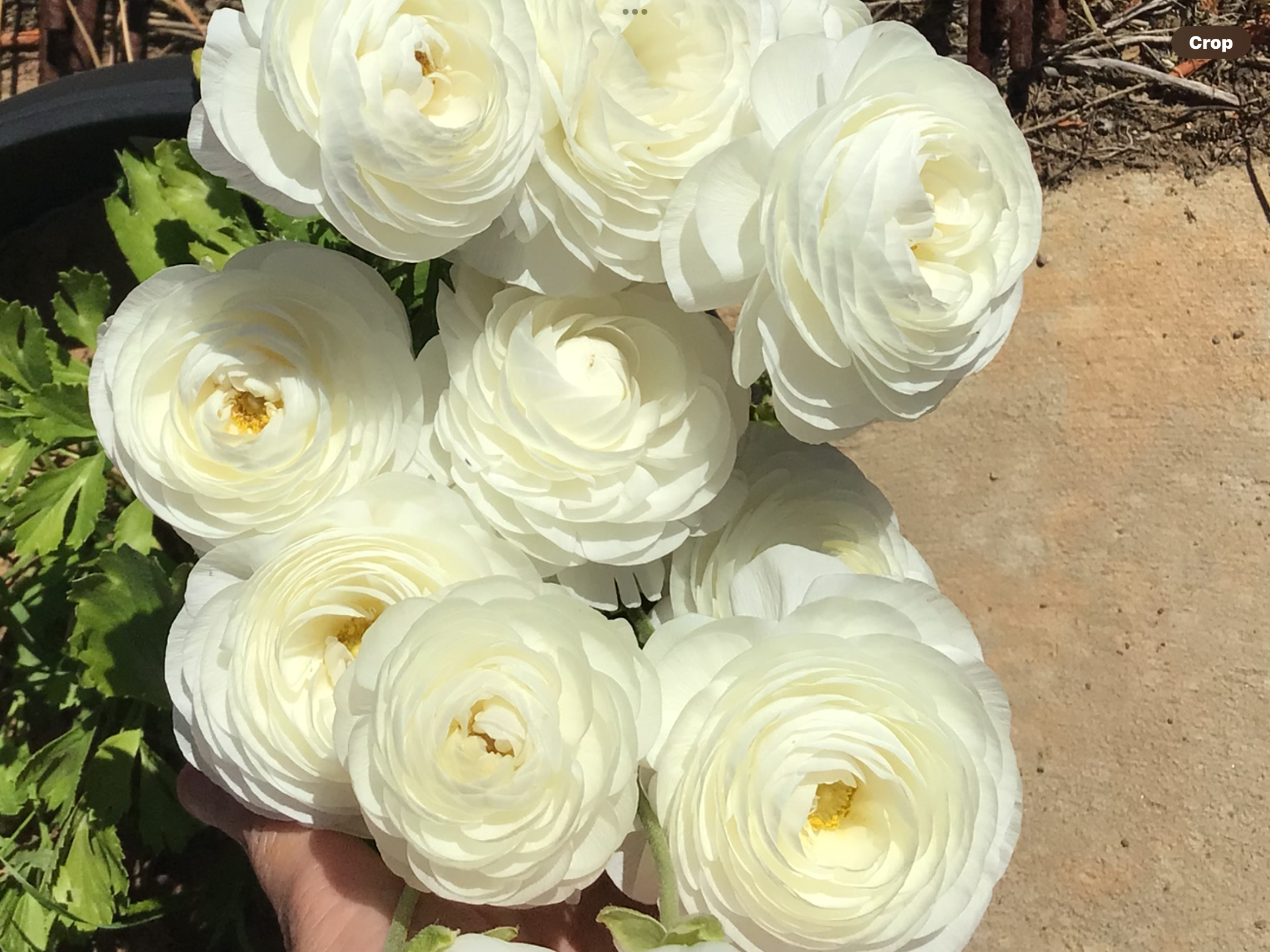 Italian White Ranunculus 100 Pack (free Asters) Italian White Ranunculus 100 Pack (free Asters)