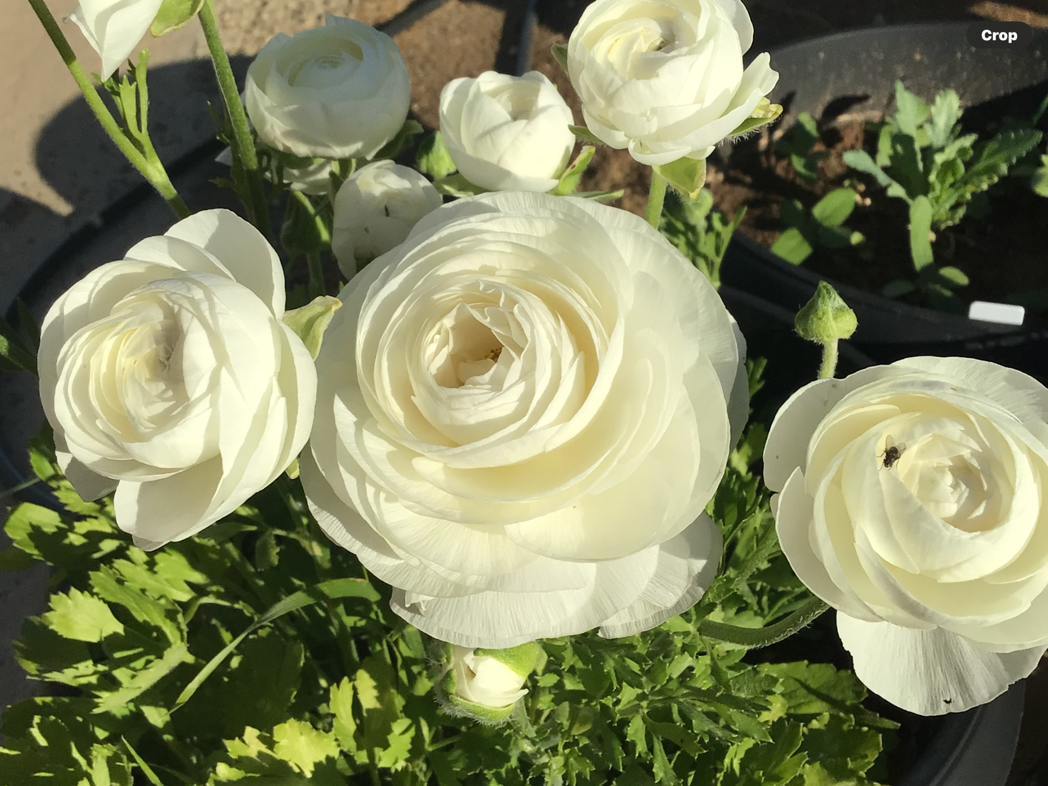 Italian White Ranunculus 100 Pack (free Asters) Italian White Ranunculus 100 Pack (free Asters) - Image 2