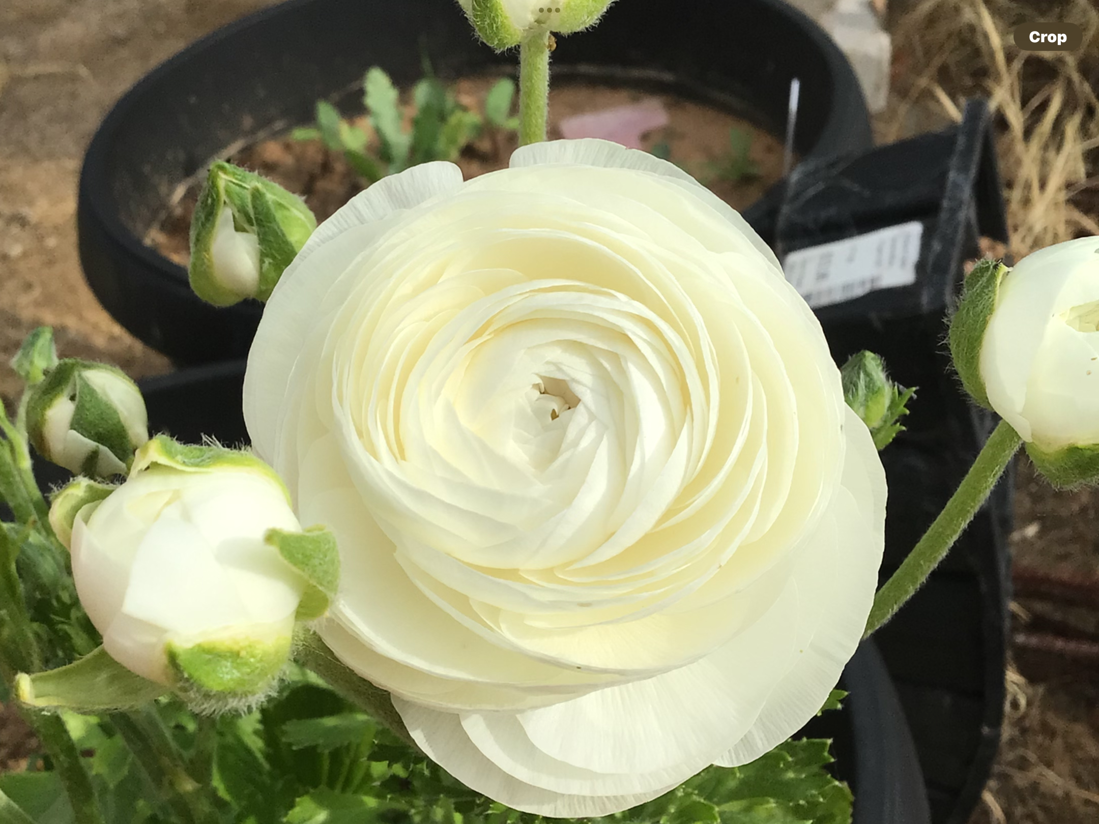 Italian White Ranunculus 100 Pack (free Asters) Italian White Ranunculus 100 Pack (free Asters) - Image 3