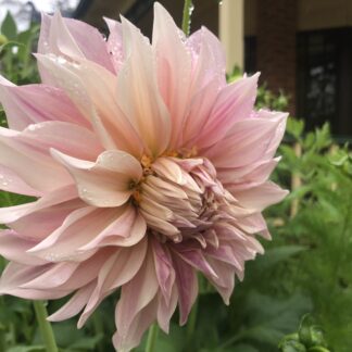 Cafe Au Lait Dahlia