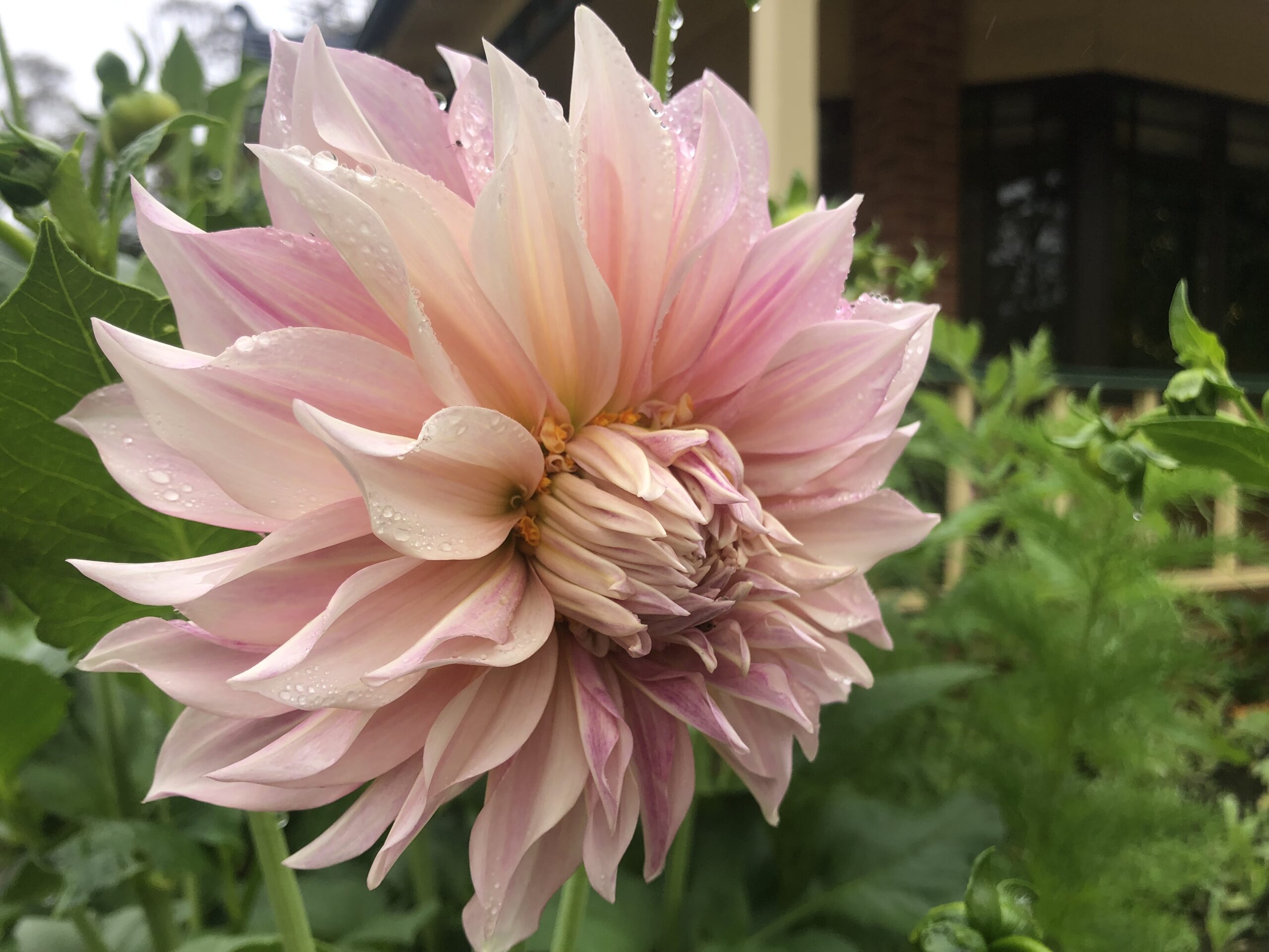 Cafe Au Lait Dahlia Cafe Au Lait Dahlia