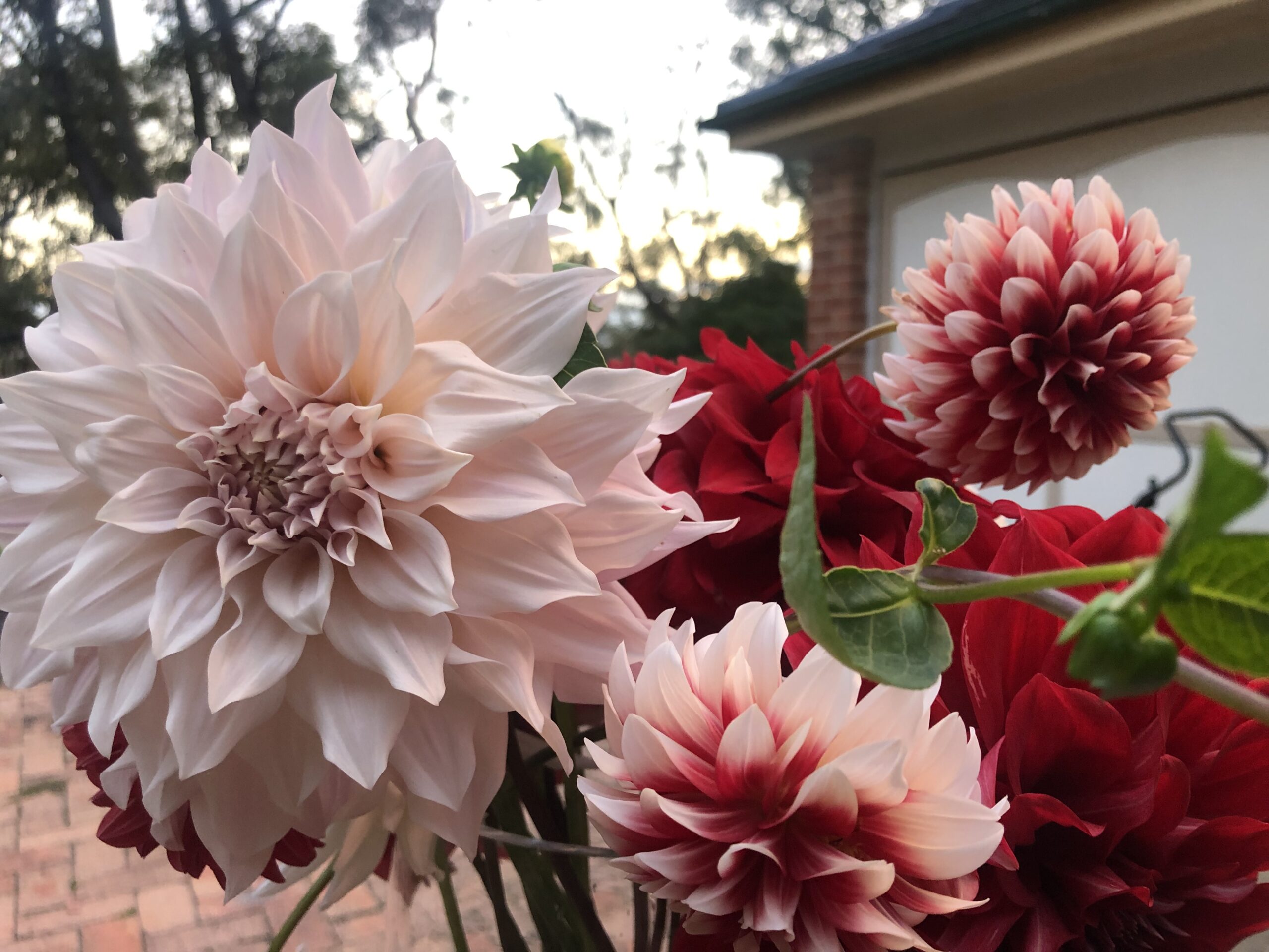 Cafe Au Lait Dahlia Cafe Au Lait Dahlia - Image 3