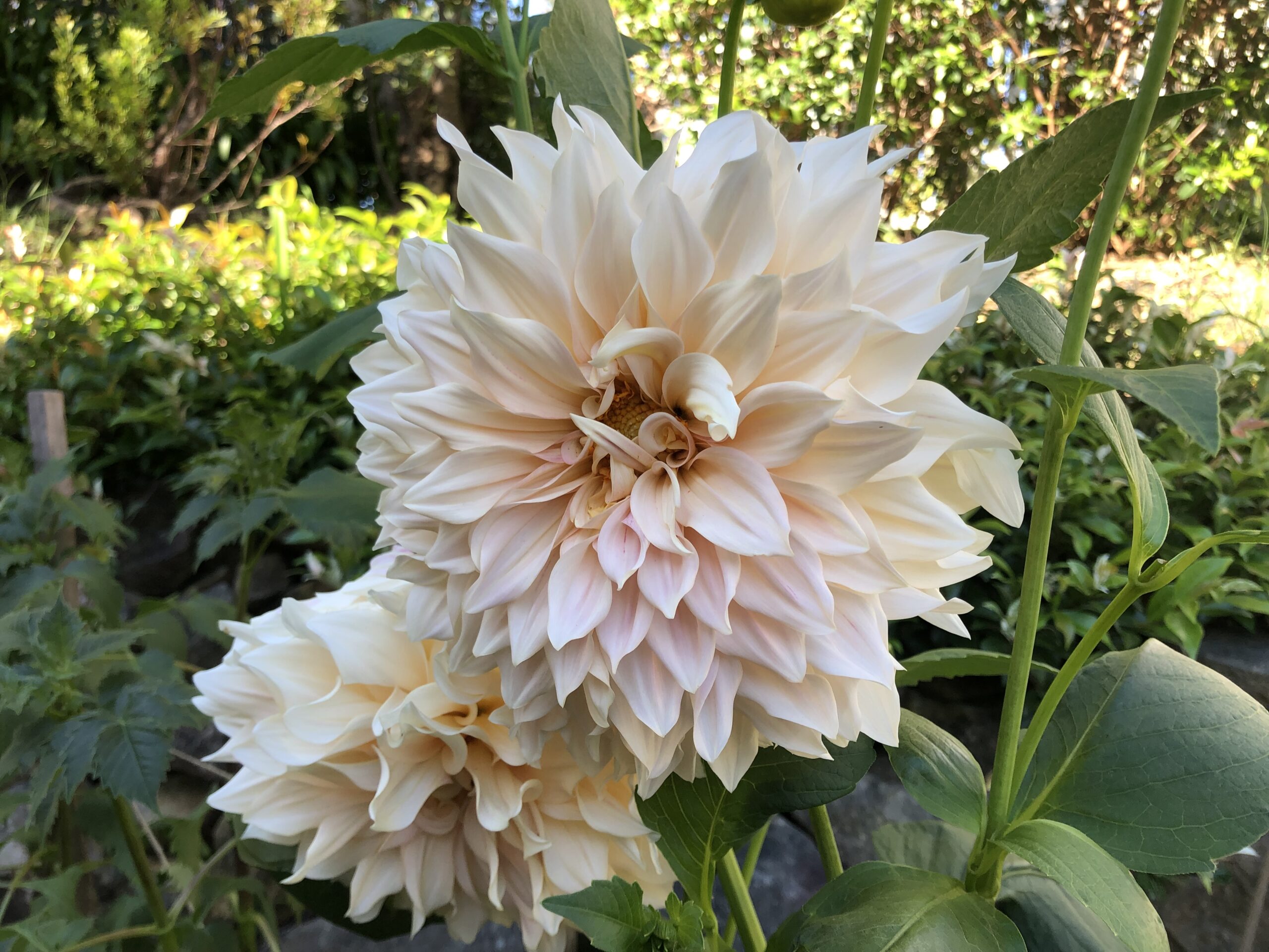 Cafe Au Lait Dahlia Cafe Au Lait Dahlia - Image 2