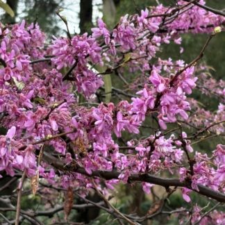Judas Tree Cercis Siliquastrum