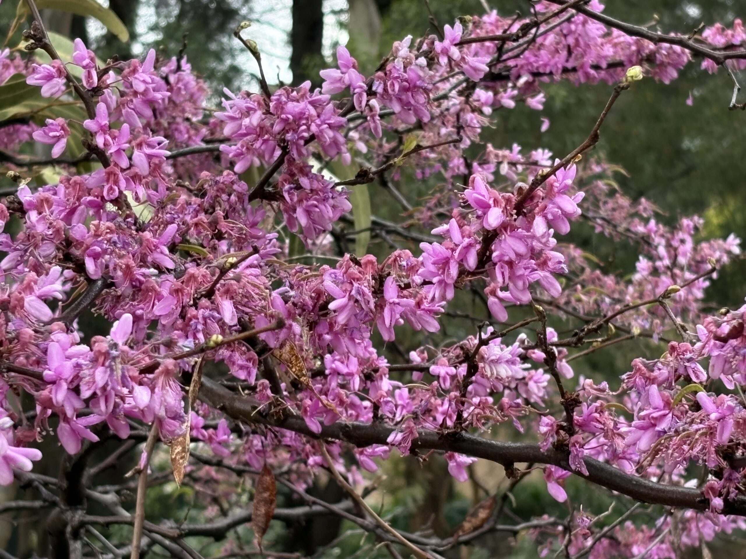 Judas Tree Cercis Siliquastrum Judas Tree Cercis Siliquastrum