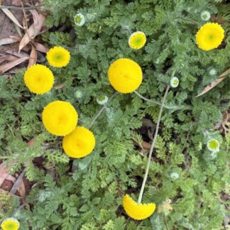 Brass Buttons Cotula Lineariloba