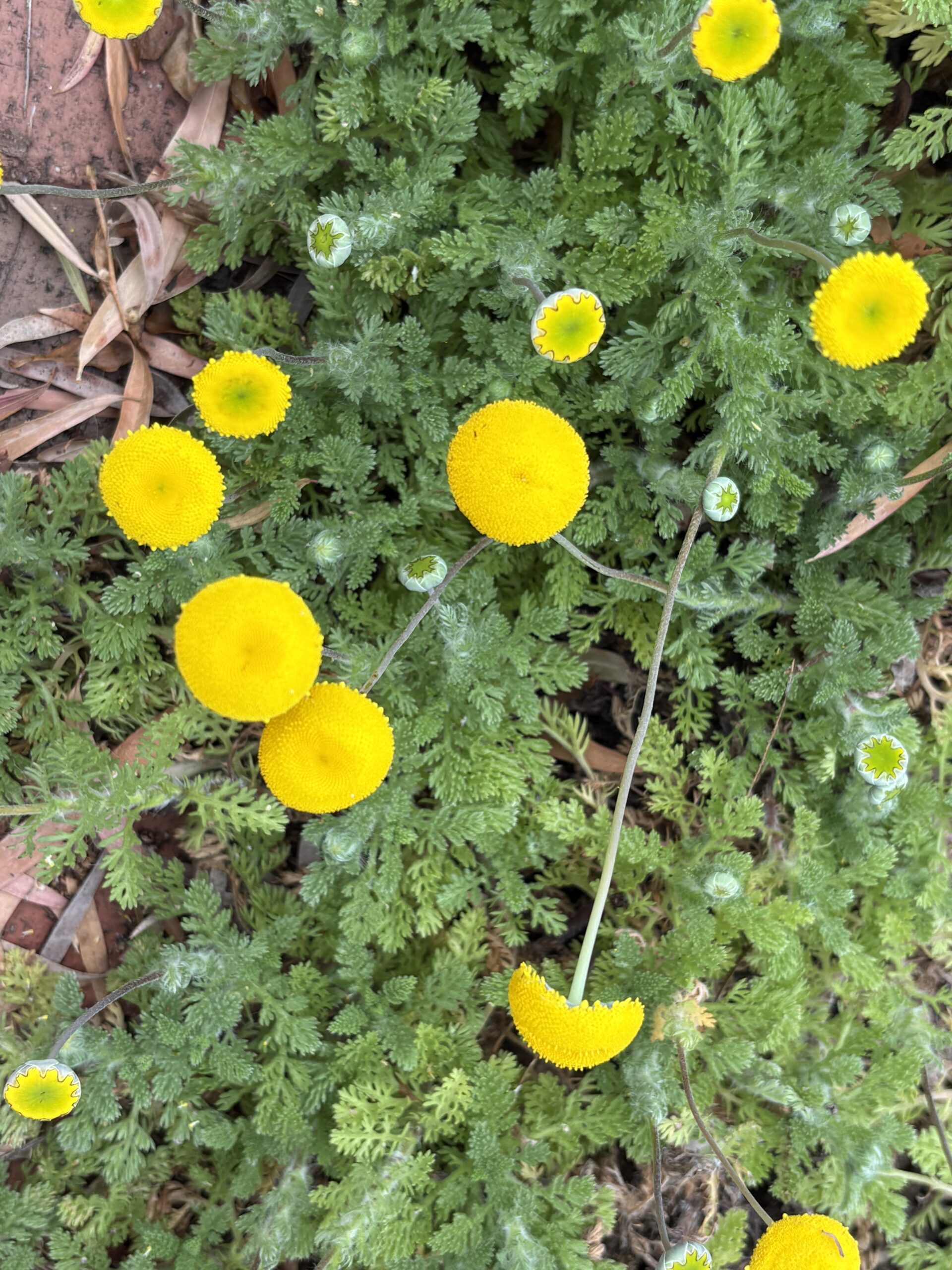 Brass Buttons Cotula Lineariloba Brass Buttons Cotula Lineariloba